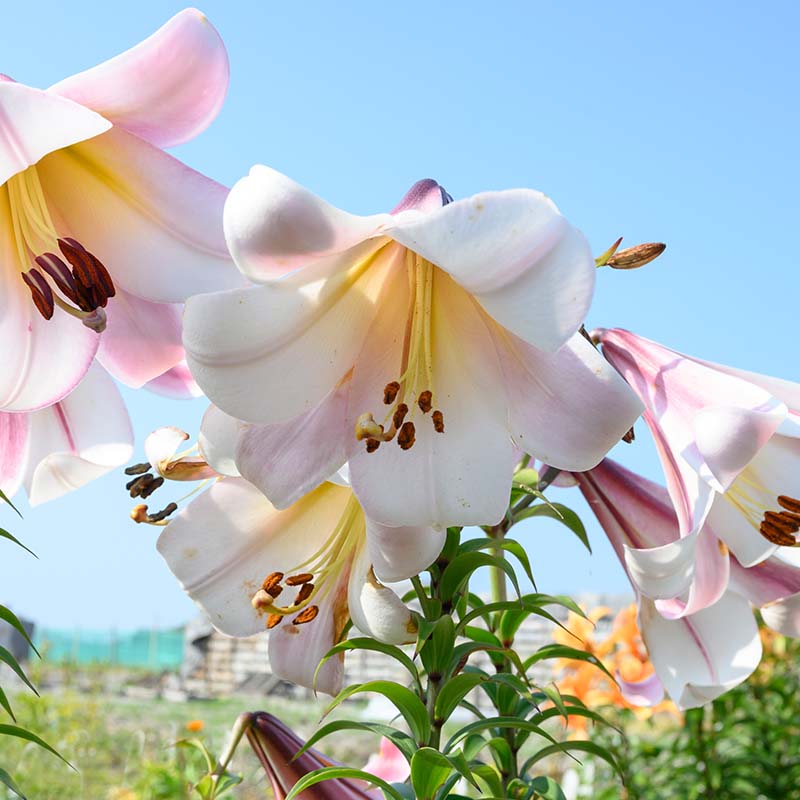 9027-Lilium-Eastern-Moon