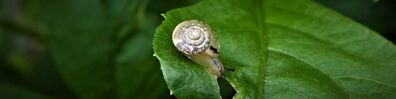 5 natural ways to protect Dahlias from slugs and snails