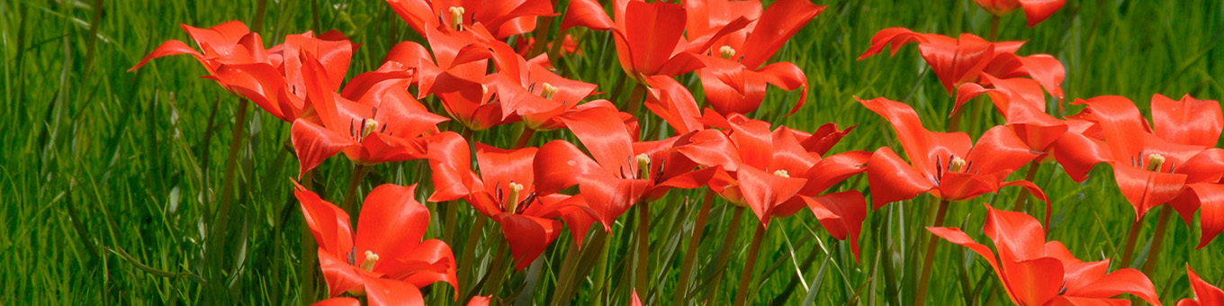 Botanical Tulips: Flower bulb of the year 2022