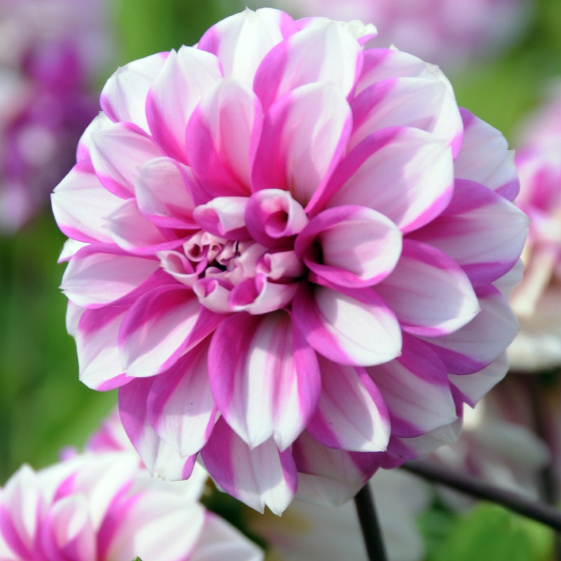 Dahlia Priceless Pink