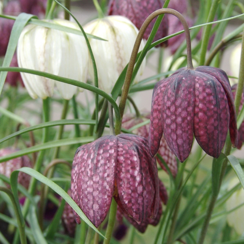 Fritillaria meleagris mix