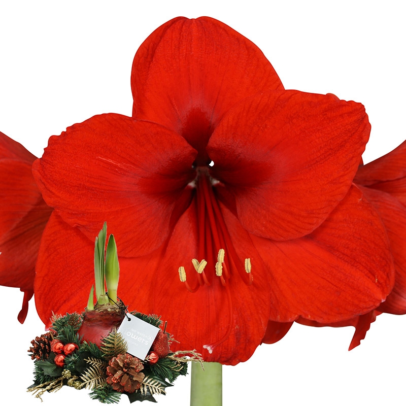 Wax Amaryllis Christmas wreath Red