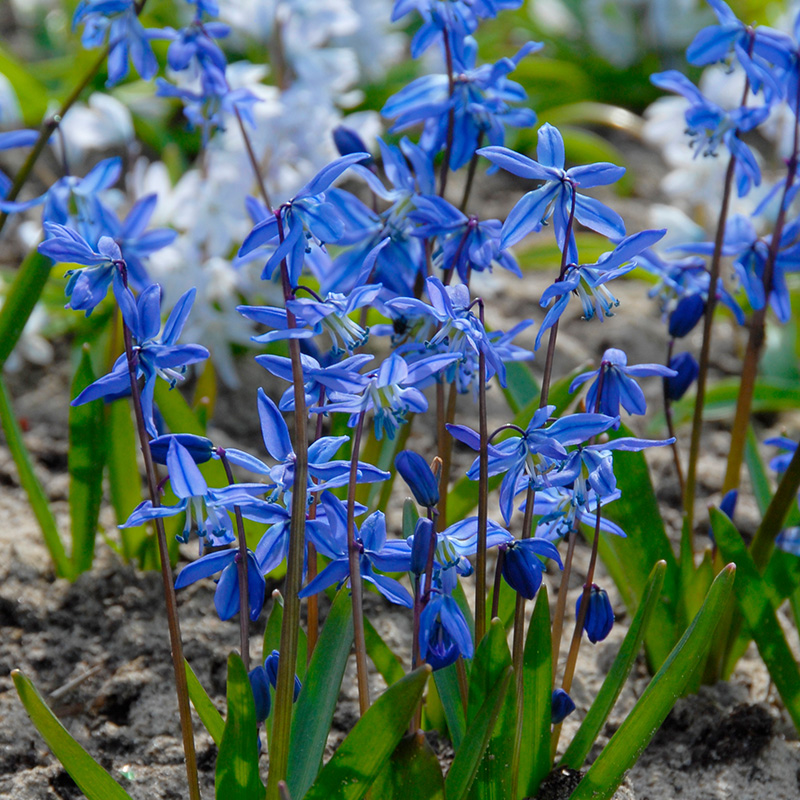 XL-Pack Scilla siberica