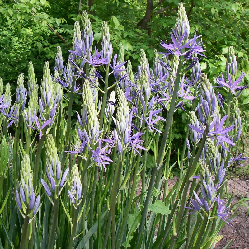 Camassia Leichtlinii Caerulea
