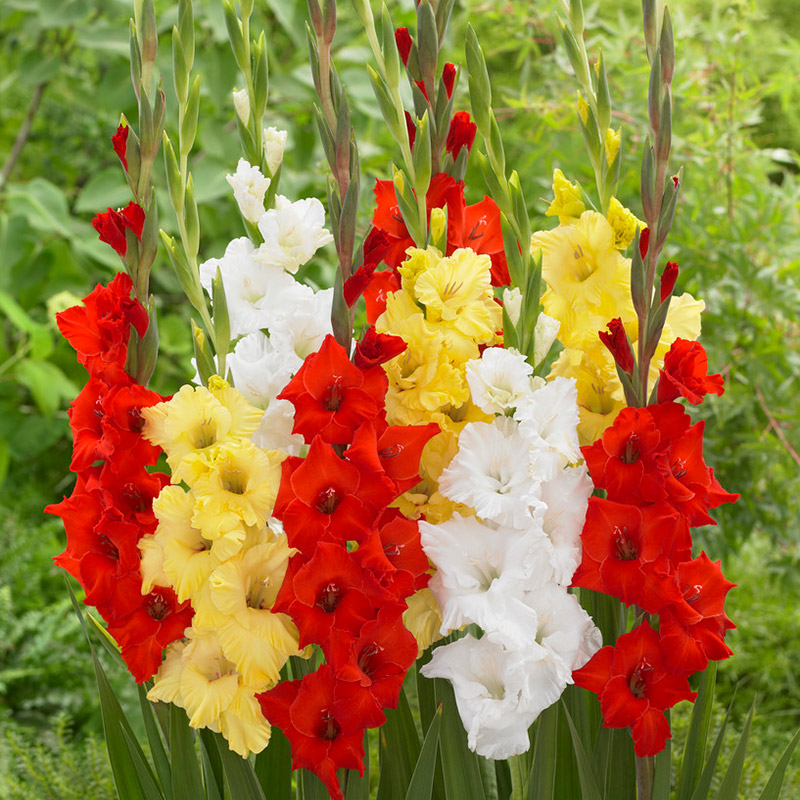 Gladiolus mix a 15