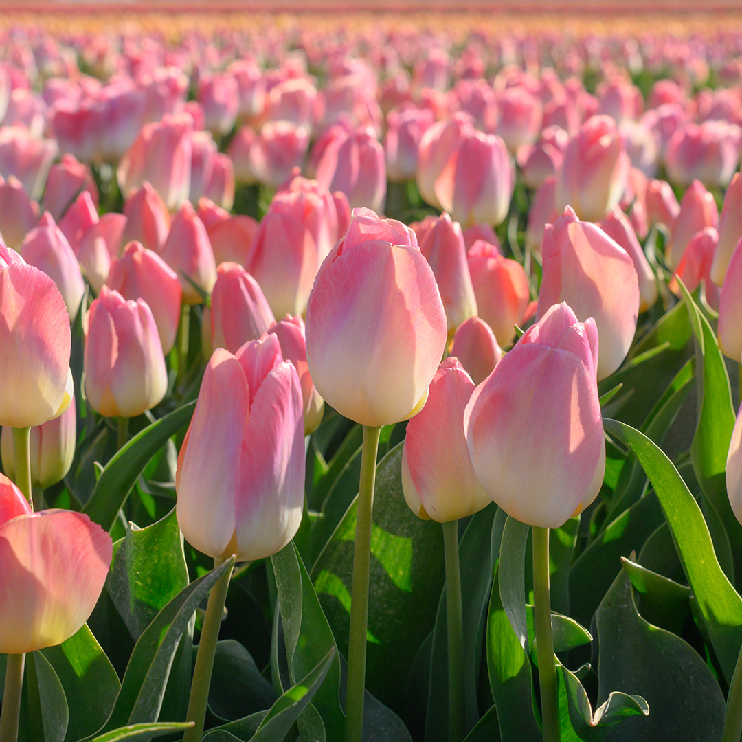 Tulip Kunyun