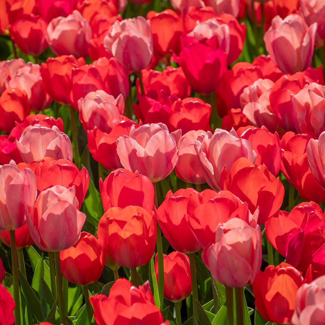 Tulip mix "Van Eijk"