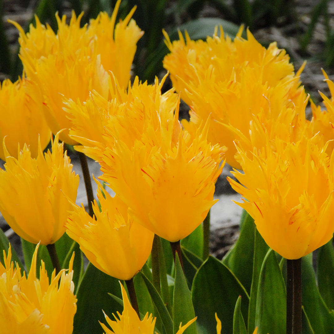 Tulip Golden Leo