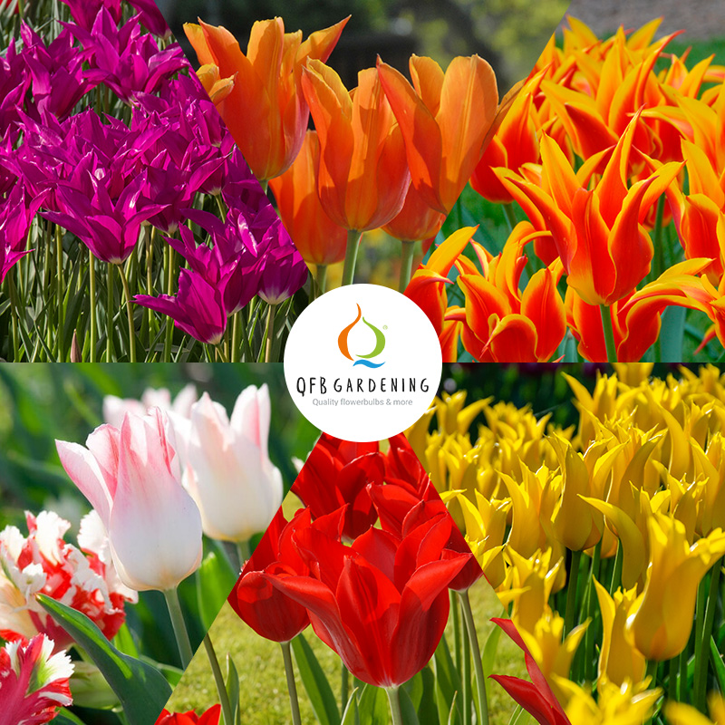 Lily Flowering Tulip Bulb Collection