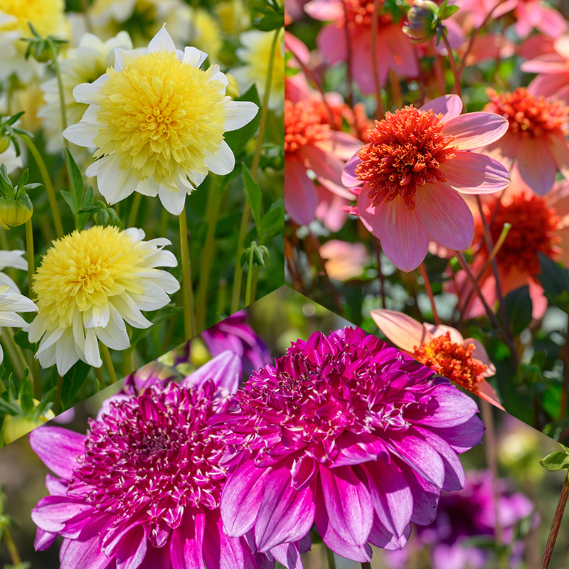 Anemone-flowered Dahlia Collection Anemone-flowered Dahlia Collection