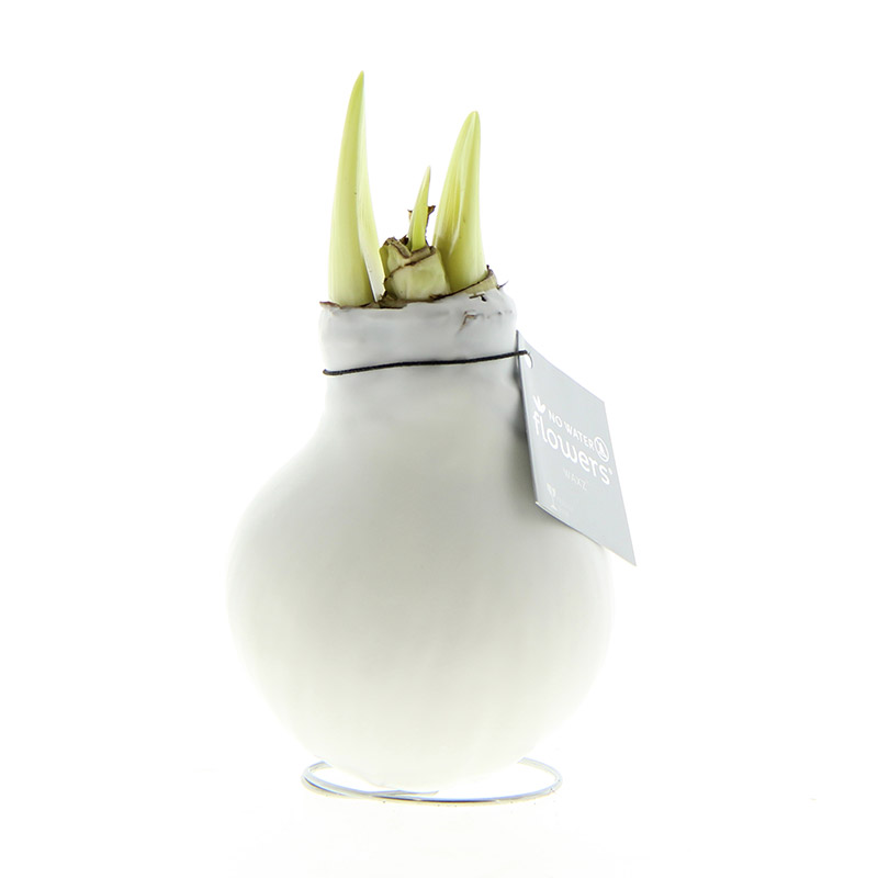 Wax Amaryllis White