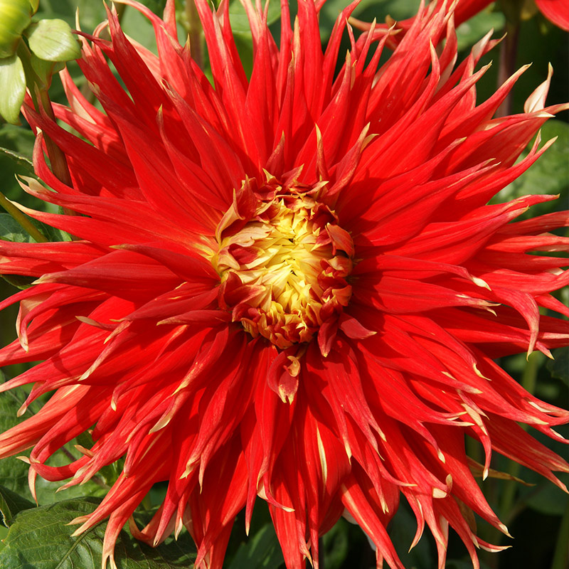 10291-Dahlia-Show-N-Tell-03