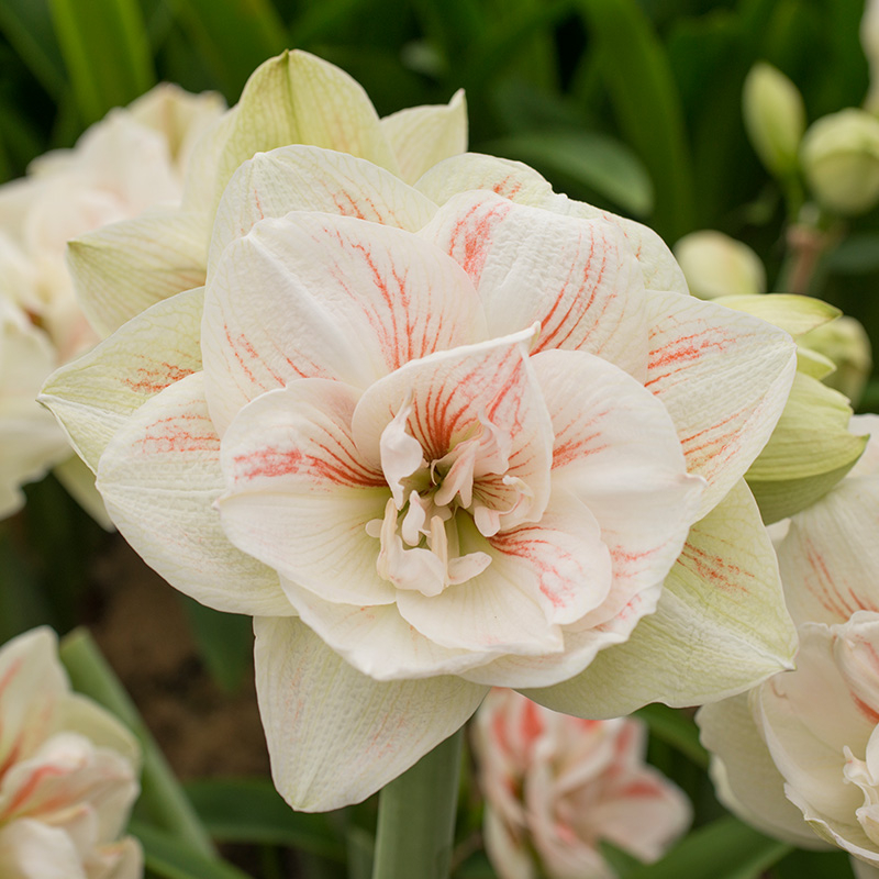 9505-hippeastrum-nymph-01