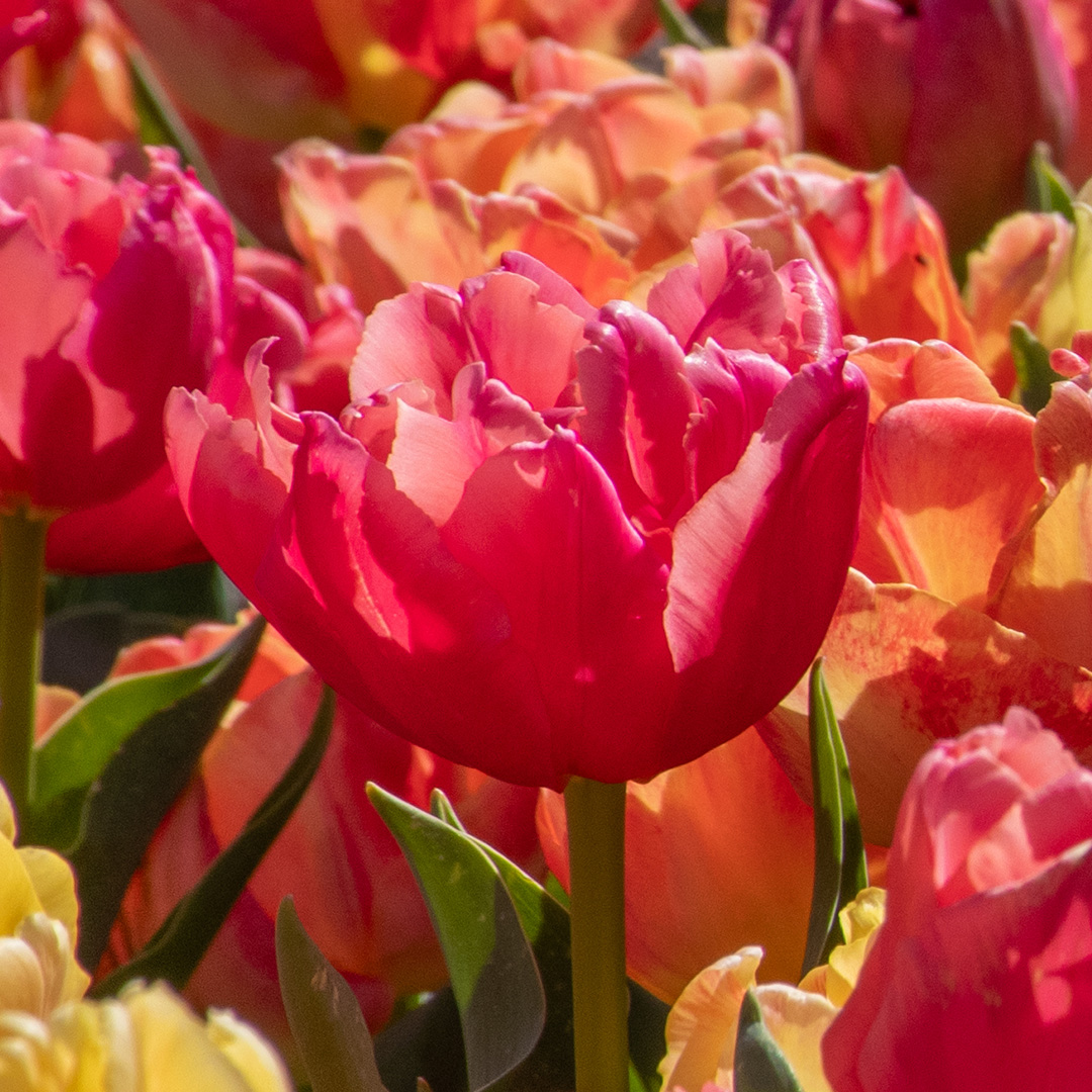 Tulip Pink Symbiose