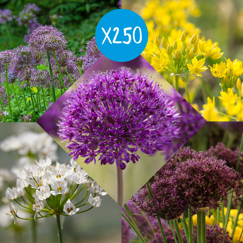 250250-Bloembollenpakket-Alliums