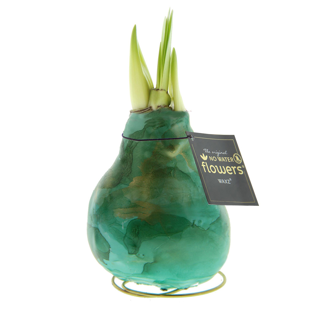 Wax Amaryllis Univerz Green