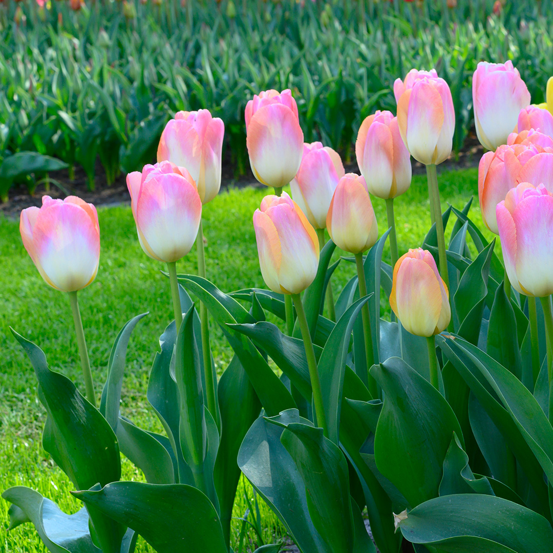 Tulip Kunyun