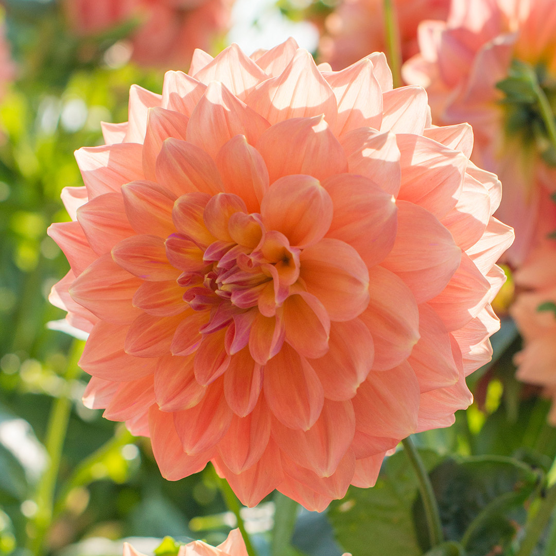 Dahlia Ace Summer Sunset