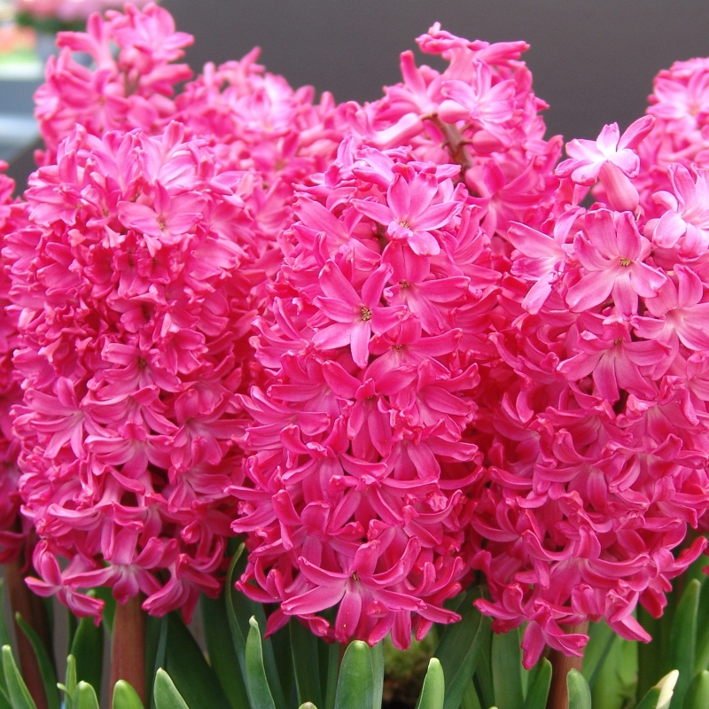 8085 Hyacinth Jan Bos