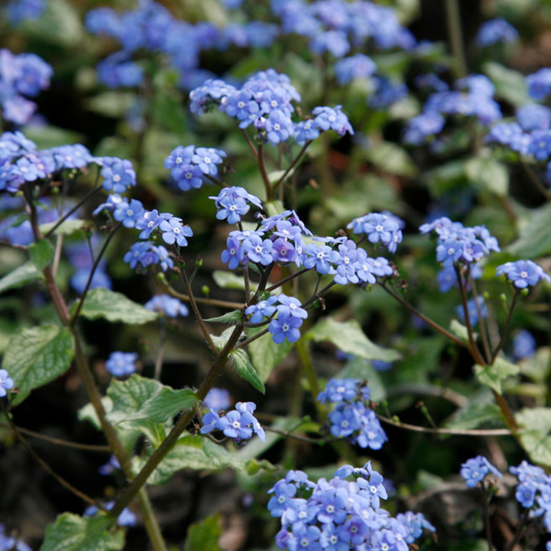 61001550-Brunnera-Jack-Frost