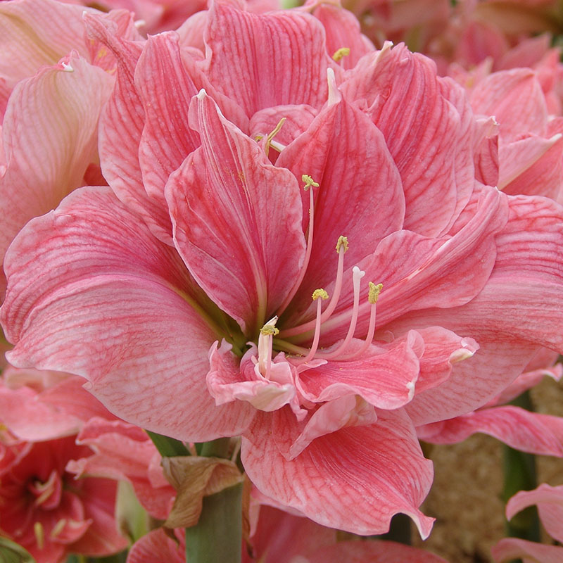 Amaryllis Sweet Nymph