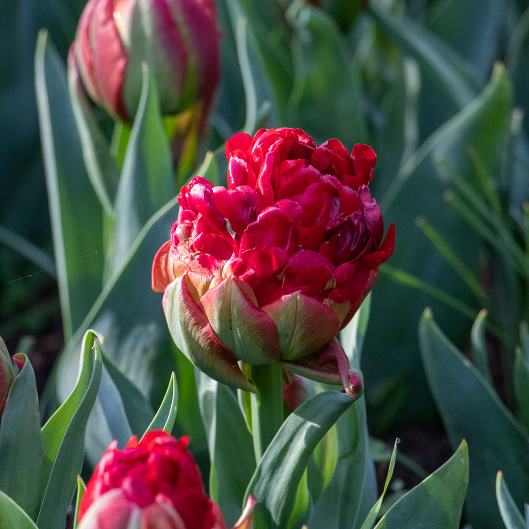 Tulip Ice Cream Strawberry Tulip Ice Cream Strawberry