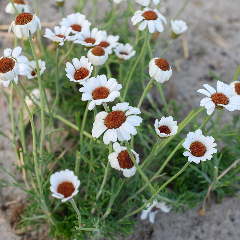 6101030-Rhodanthemum-Casablanca