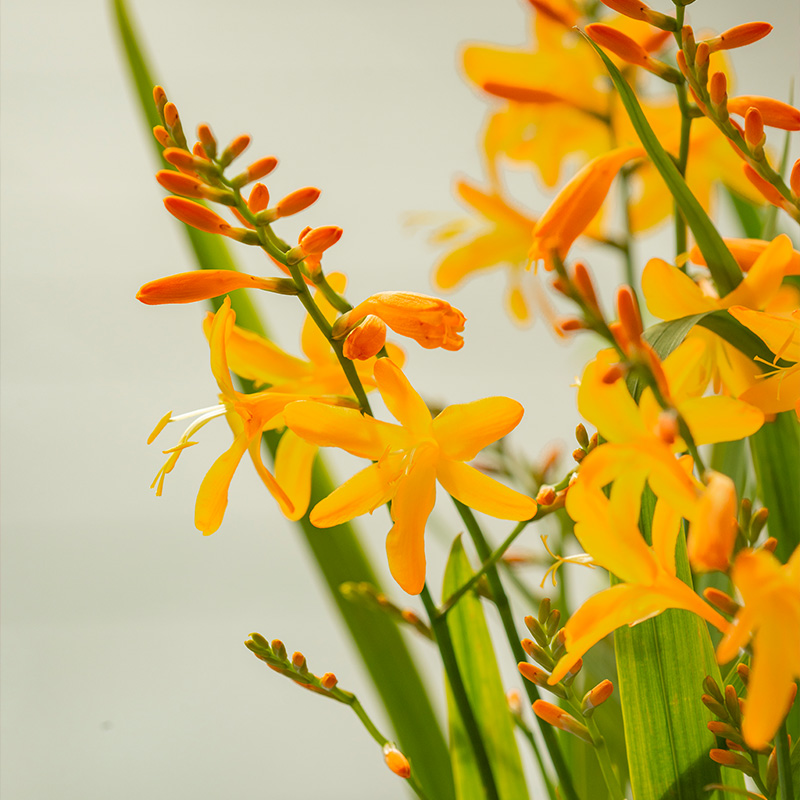 Crocosmia George Davison