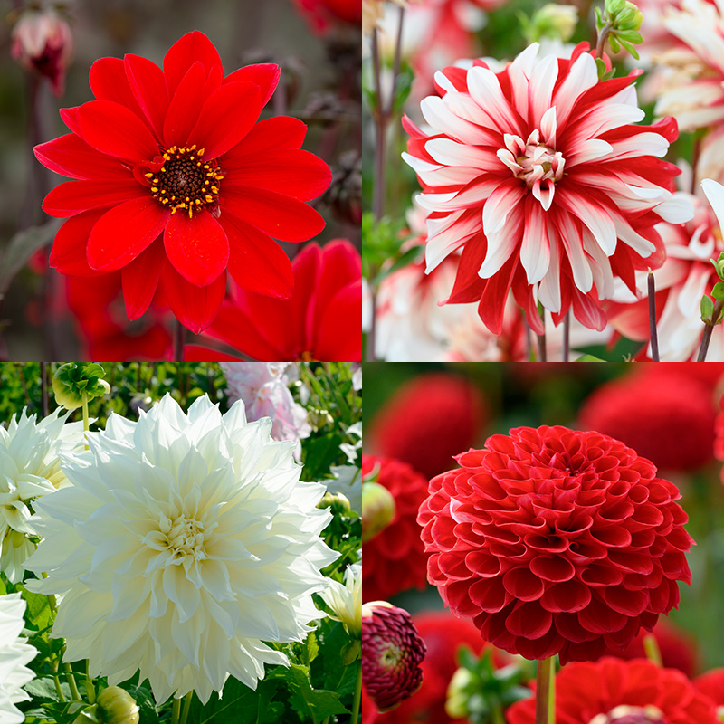4402010-Dahlia-mix-Rood-Wit