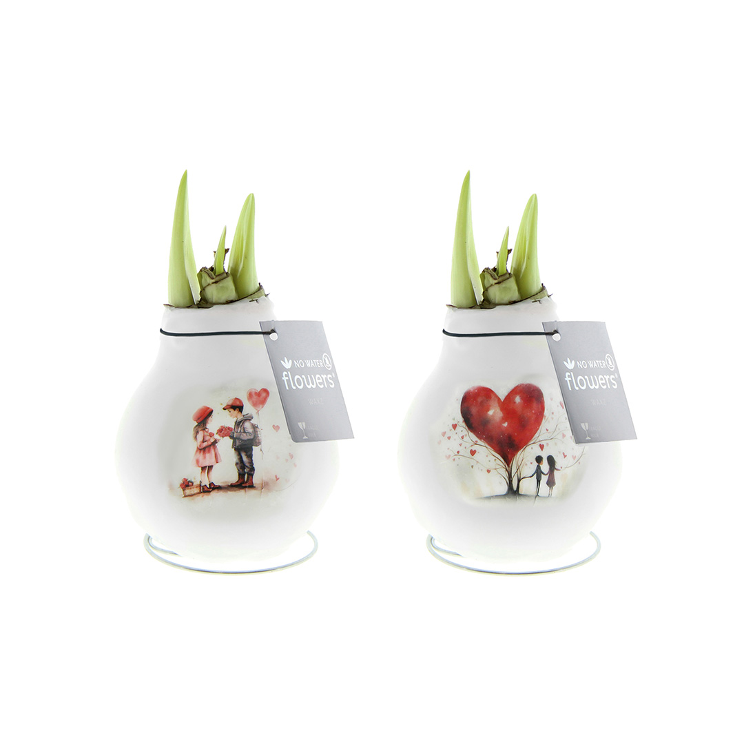 Wax Amaryllis Craftz Love Mix à 2