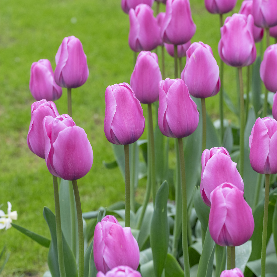 Tulip Lincoln