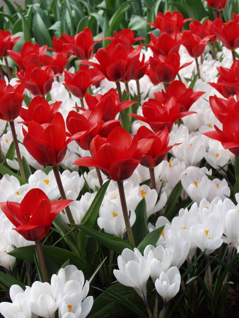 Tulip Showwinner