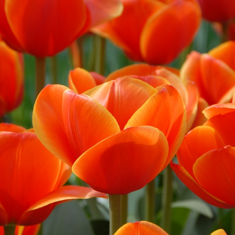 ad_rem_2_ Tulip Ad Rem