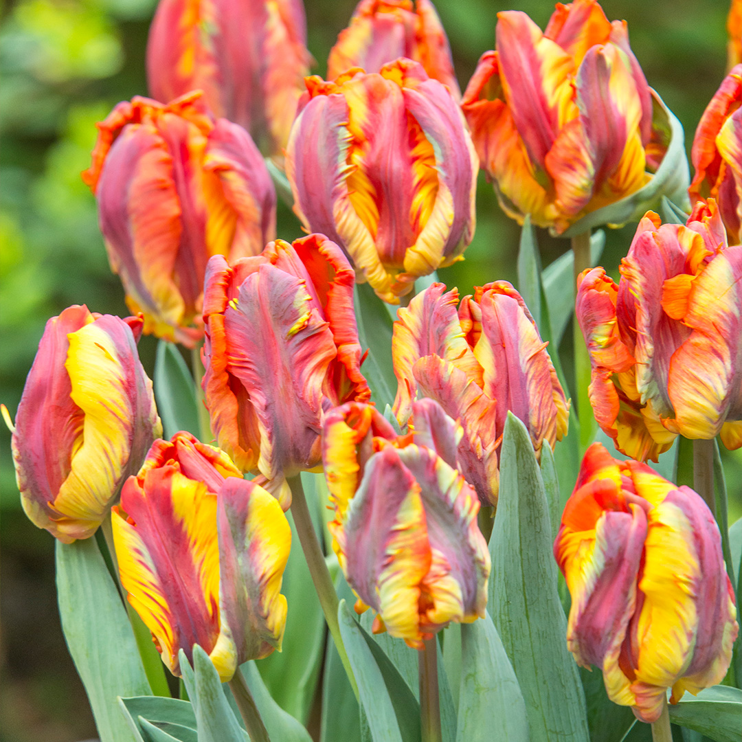 Tulip Rasta Parrot®