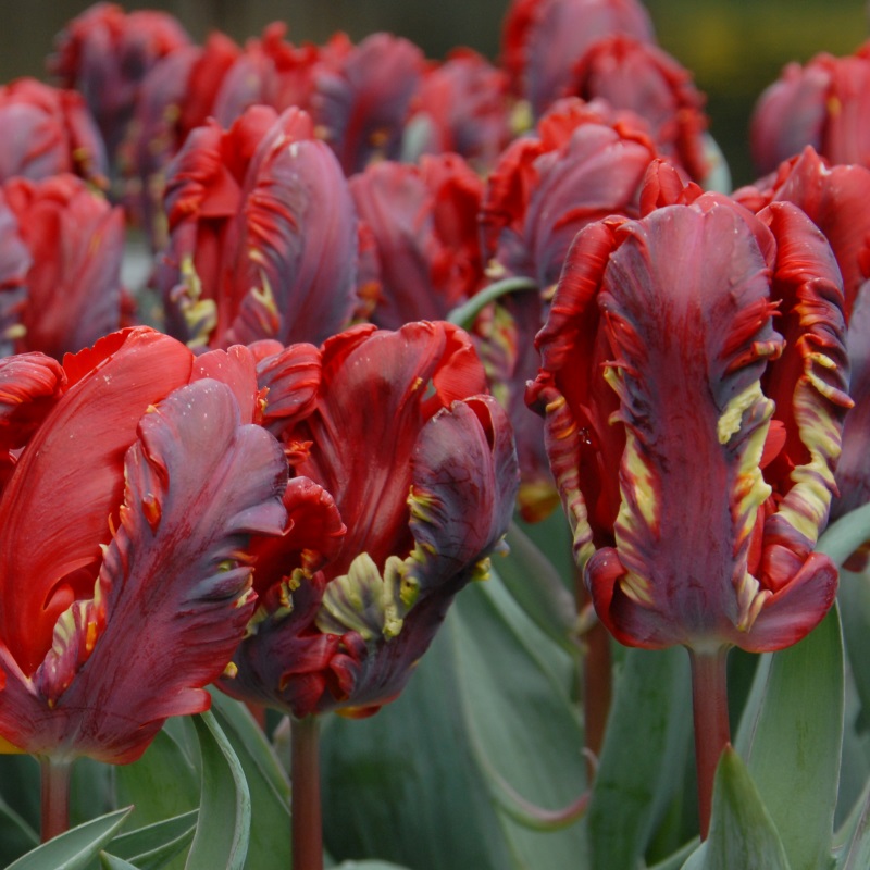 Tulip Rococo