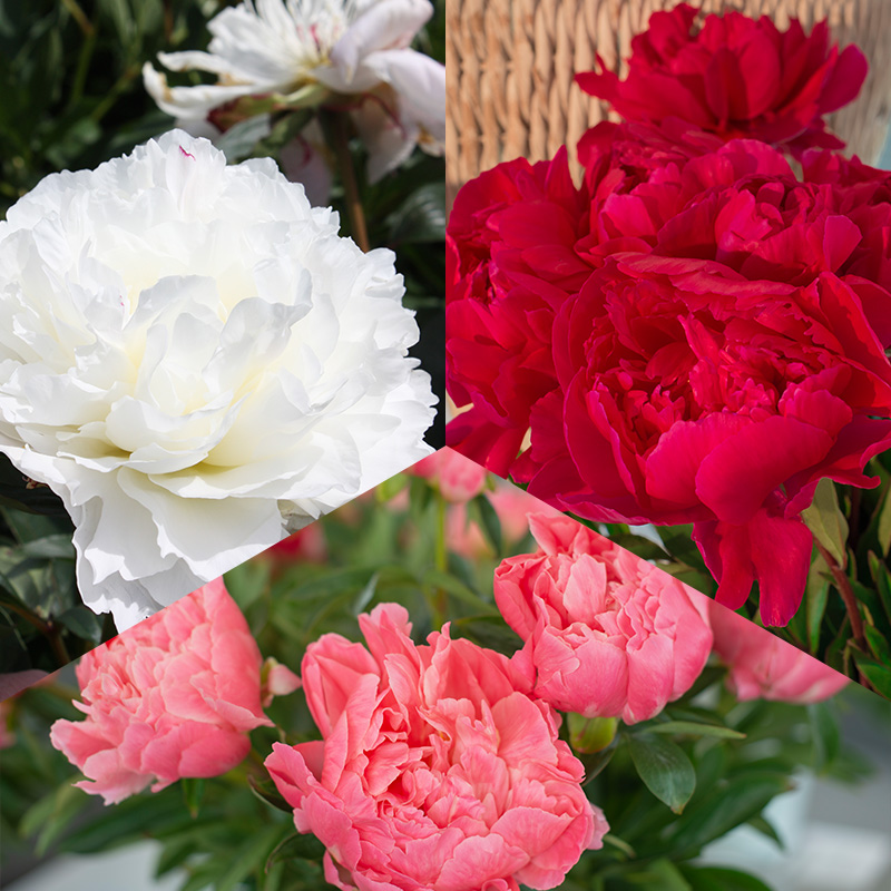 Peony Collection Romantic Garden