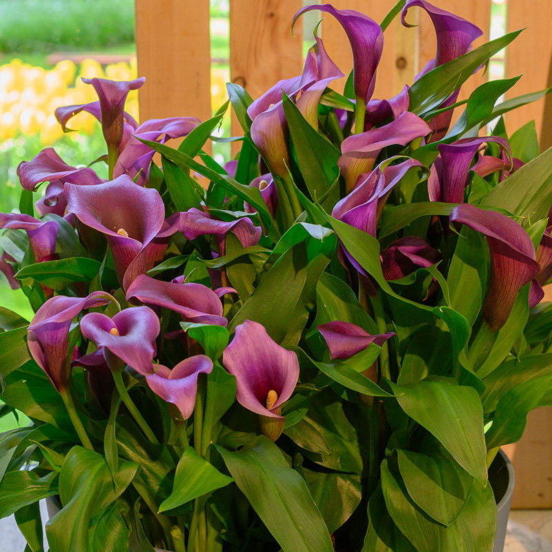 95085-Zantedeschia-Paco-R