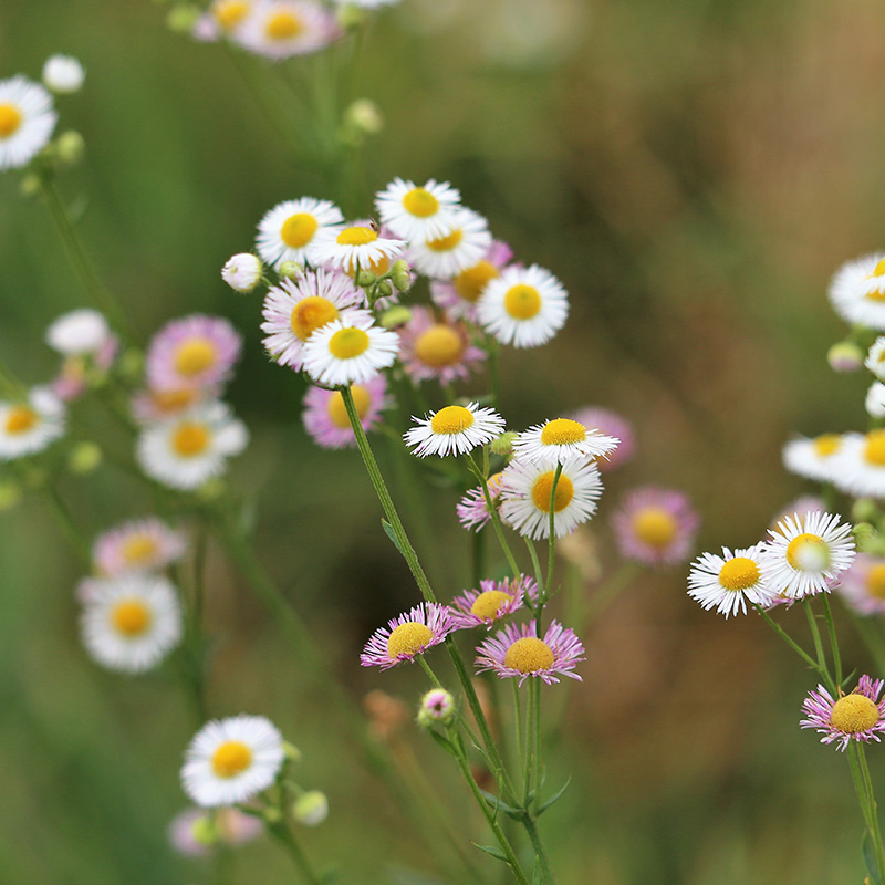 6101065-Erigeron-karvinskianus