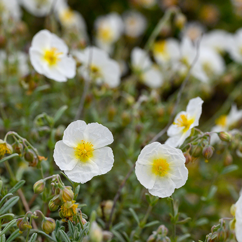 Rock rose (Helianthemum) 'The Bride'  