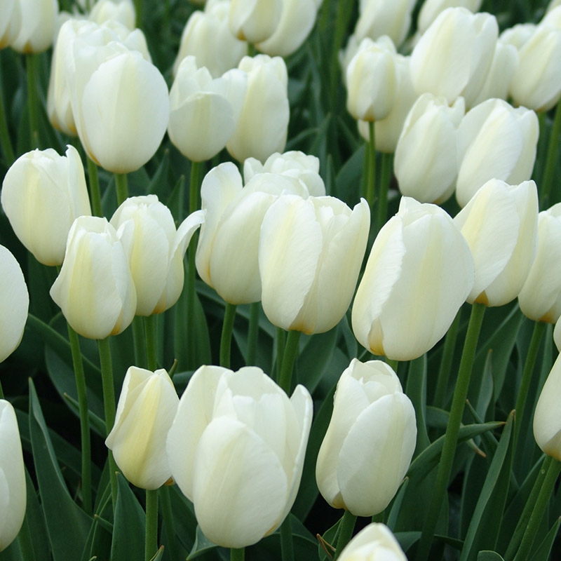 grootverpakking-tulipa-pays-bas