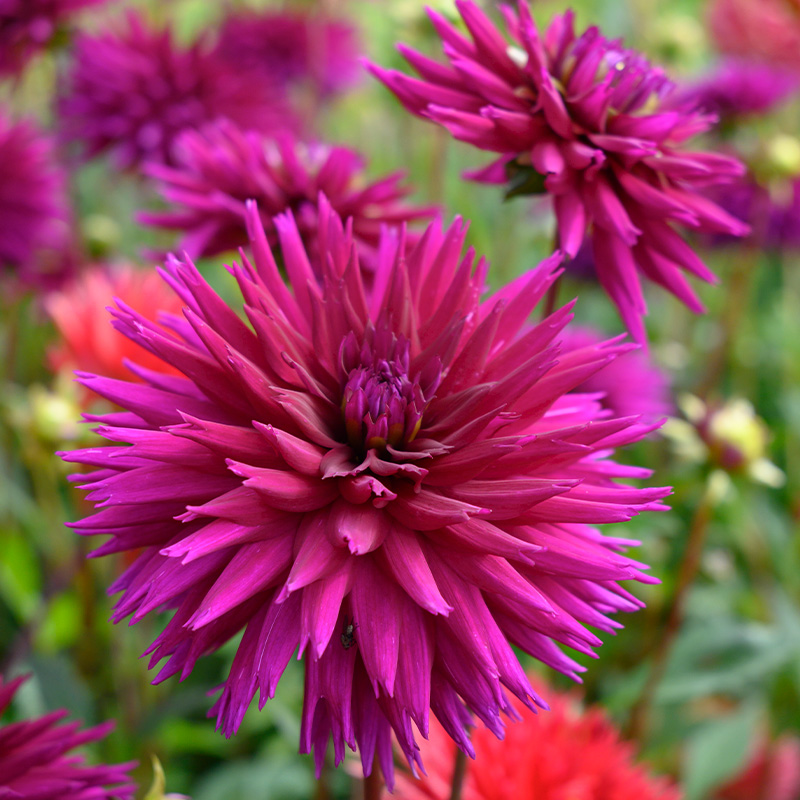 10034-Dahlia-Ambition-02