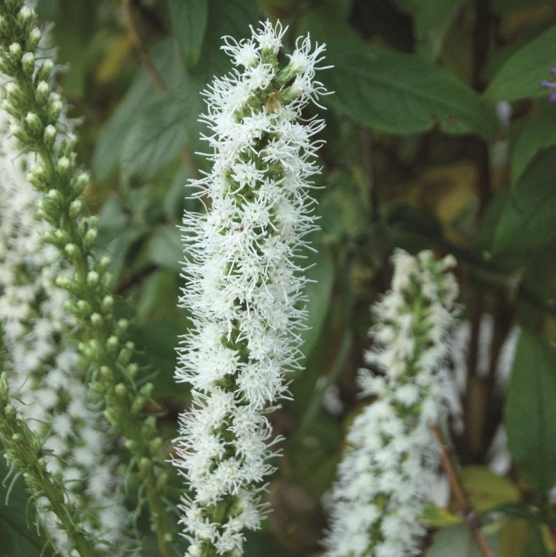 Gayfeather (Liatris) Floristan Weiss