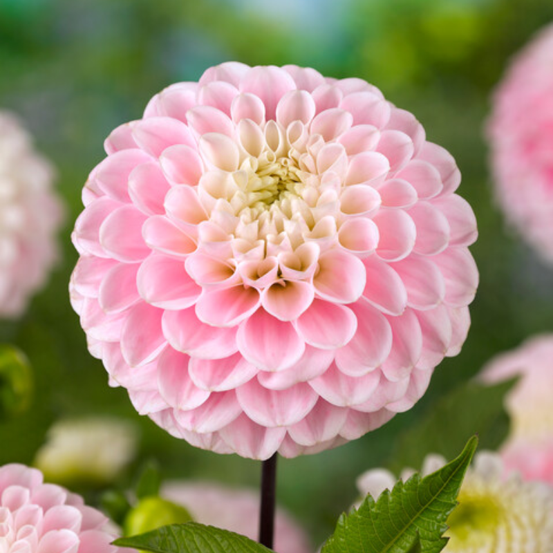 Neil's Pride Dahlia Tuber | EarthSpoke Farms