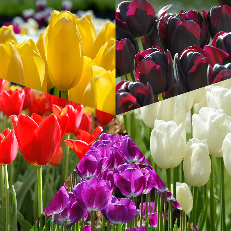 Tulip Bulb Collection MONDRIAAN