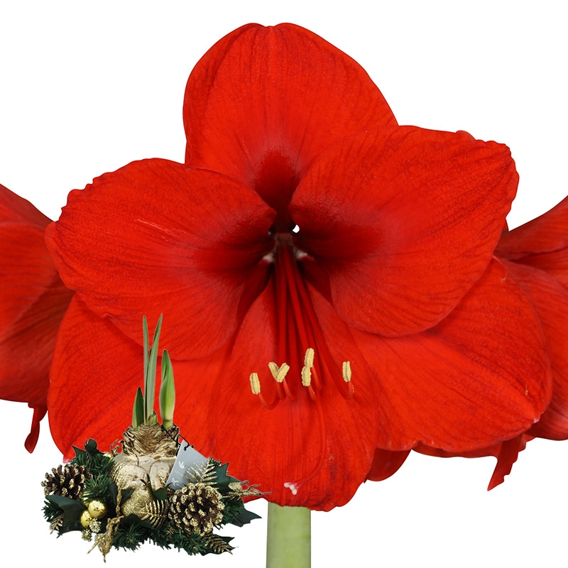 Wax Amaryllis Christmas wreath Gold