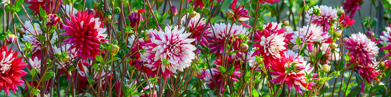 The Magic of Dahlias: A Colourful Summer Bloomer for Every Garden