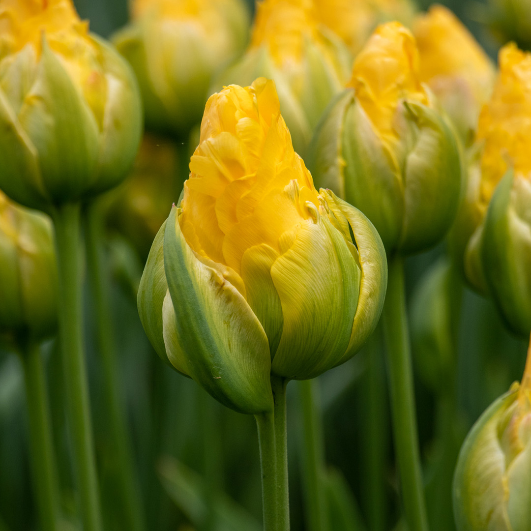 Tulip Vanilla Coup Tulip Vanilla Coup