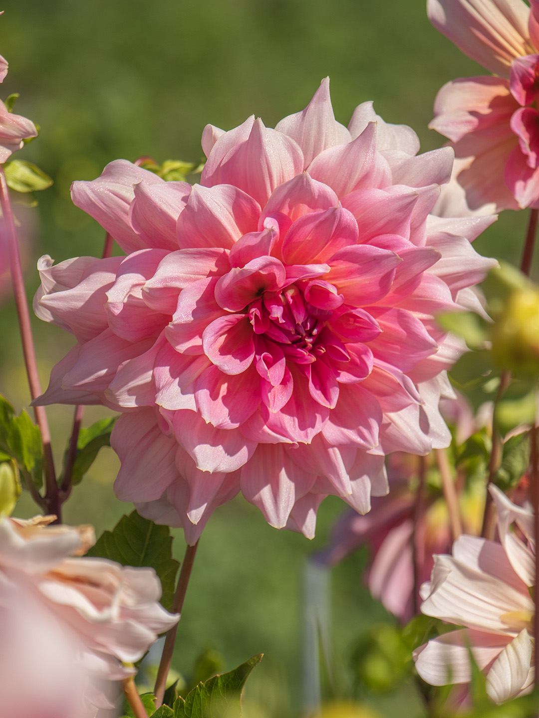 Dahlia-Otto-s-Thrill-02