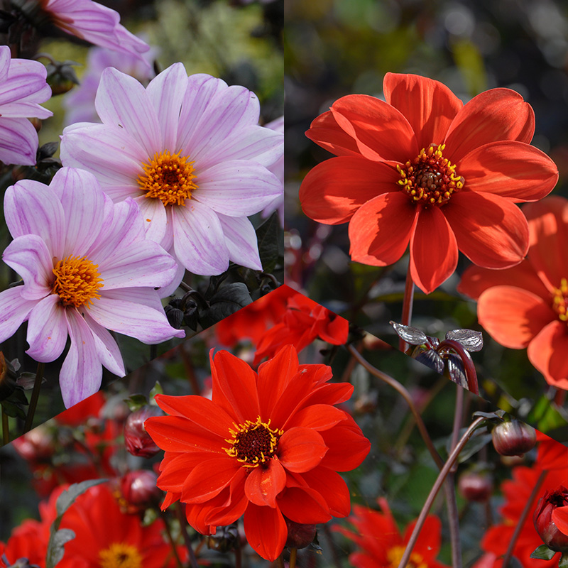 4406074-Dahlia-mix-Bishop