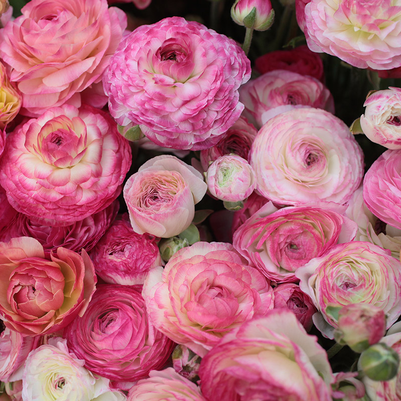 Ranunculus picotee Pink